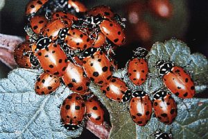 益虫を使った生物農薬の様子